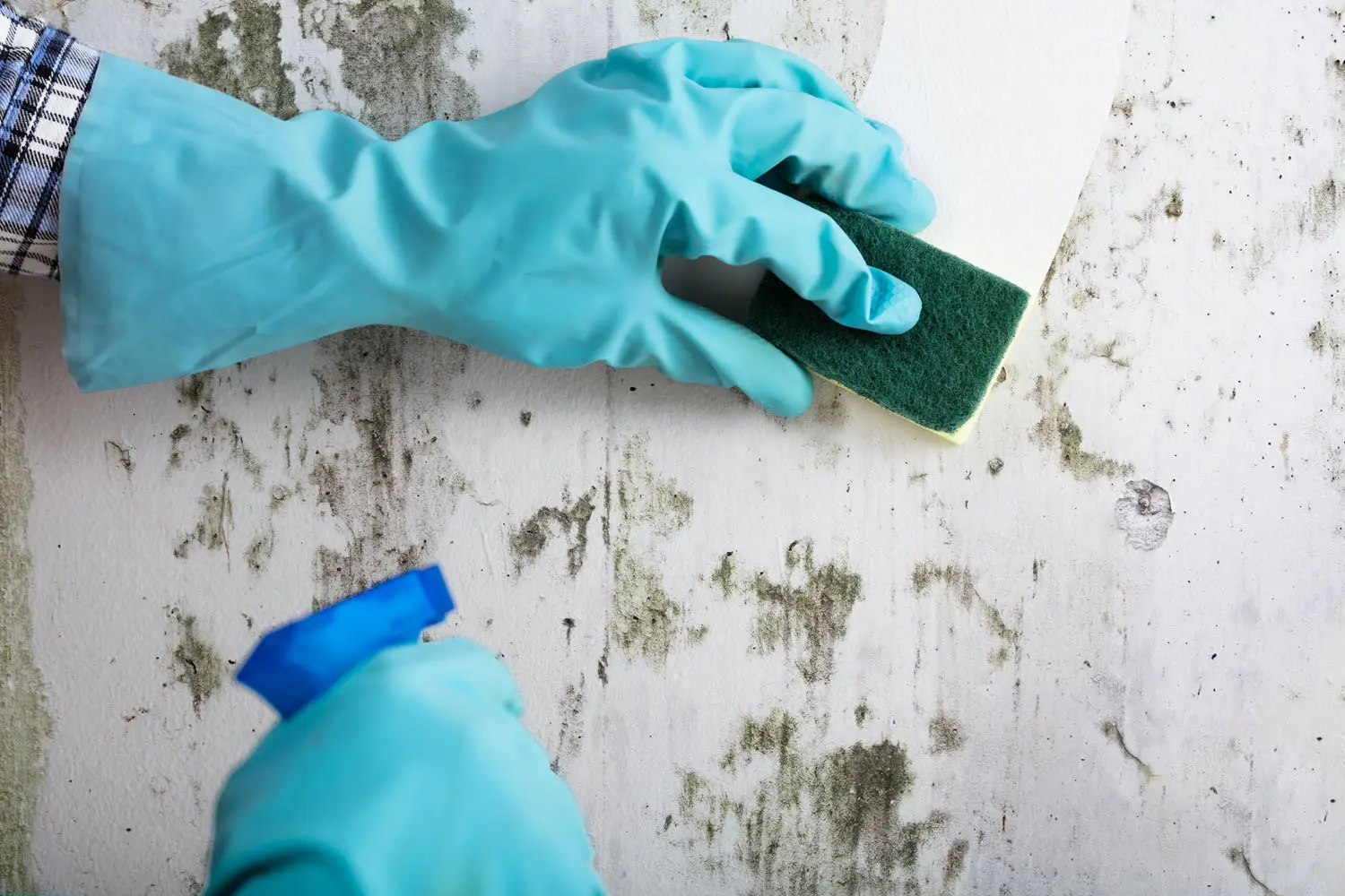 Mould Remediation